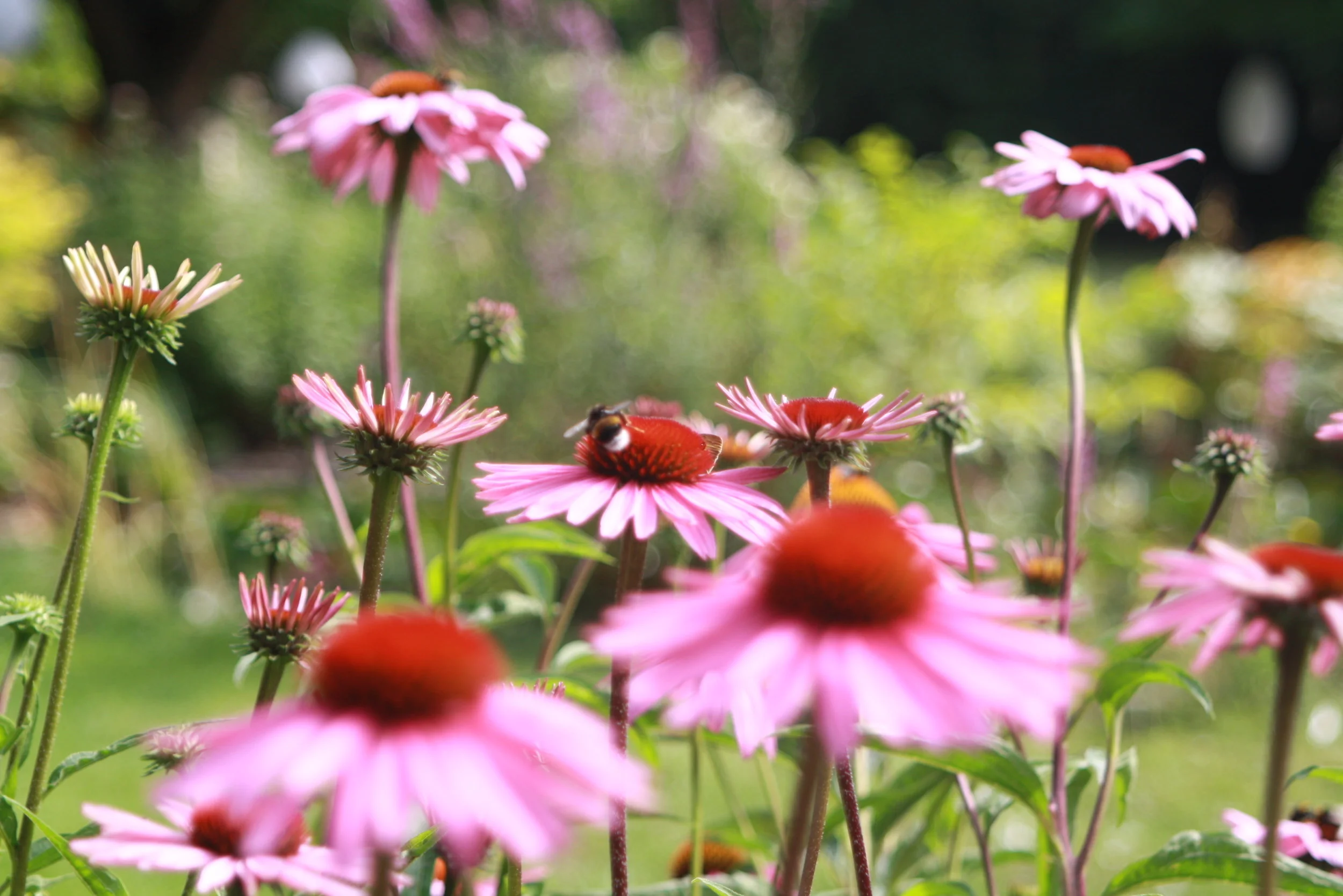  De Kriekenhof:&nbsp;een oase van rust in de natuur, omringd door dieren worden hier verjaardagsfeestjes georganiseerd. 