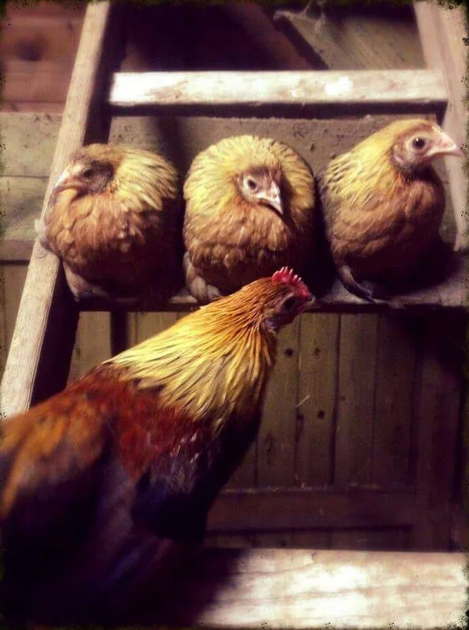  De Kriekenhof:&nbsp;een oase van rust in de natuur, omringd door dieren worden hier verjaardagsfeestjes georganiseerd. 