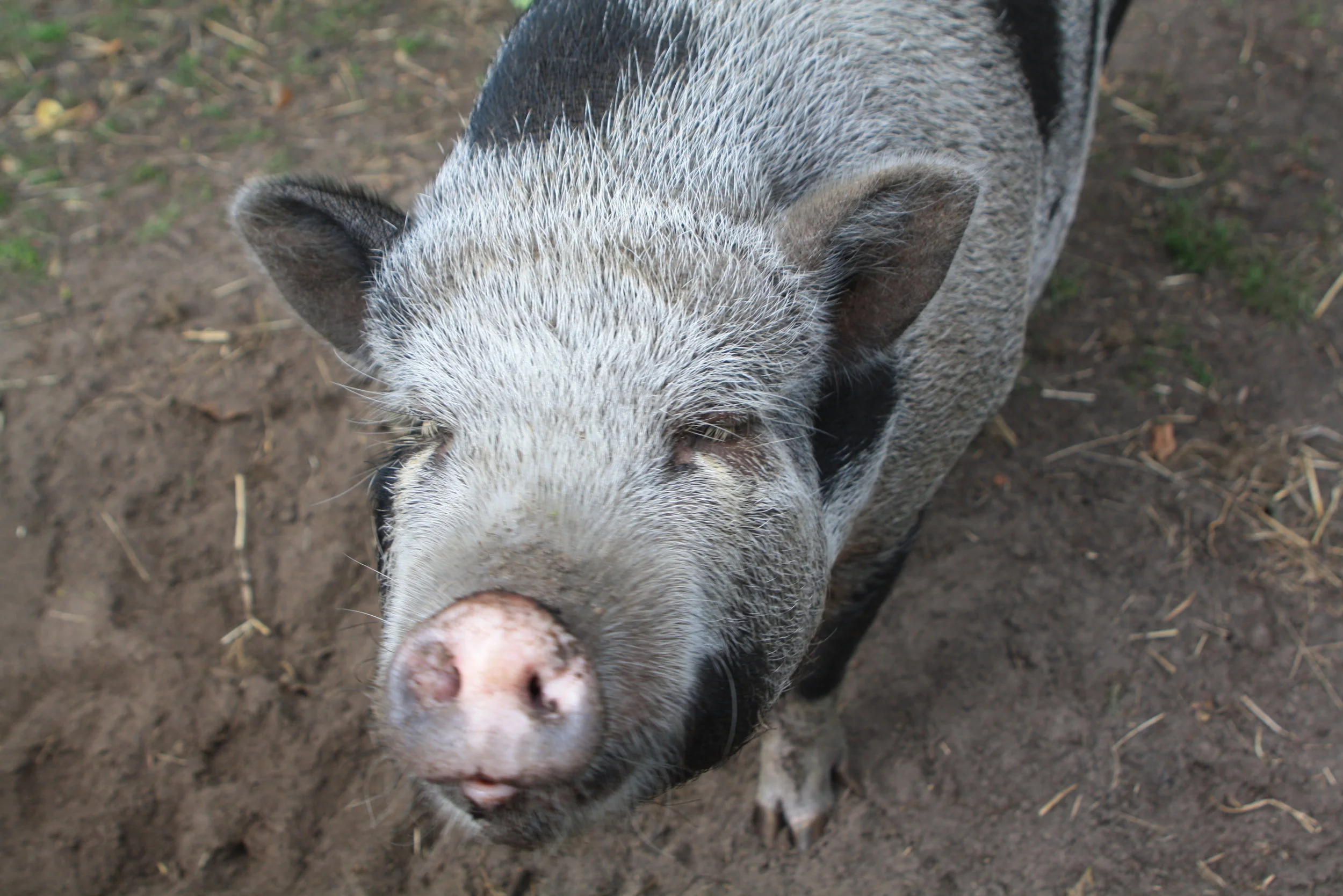  De Kriekenhof:&nbsp;een oase van rust in de natuur, omringd door dieren worden hier verjaardagsfeestjes georganiseerd. 