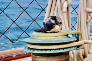 A stowaway catches a free ride!