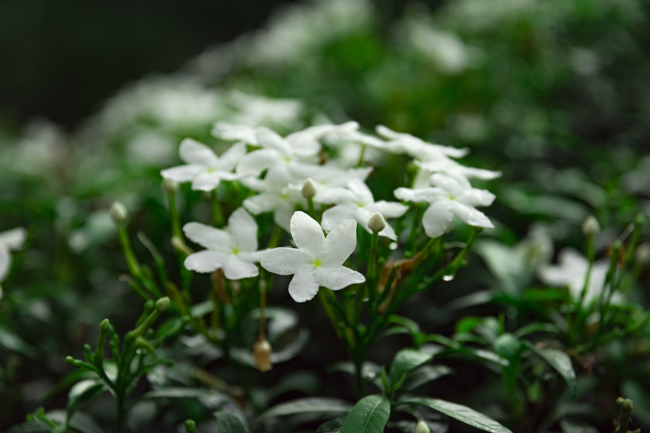 Magical Herbs: Jasmine — Three Morrigna
