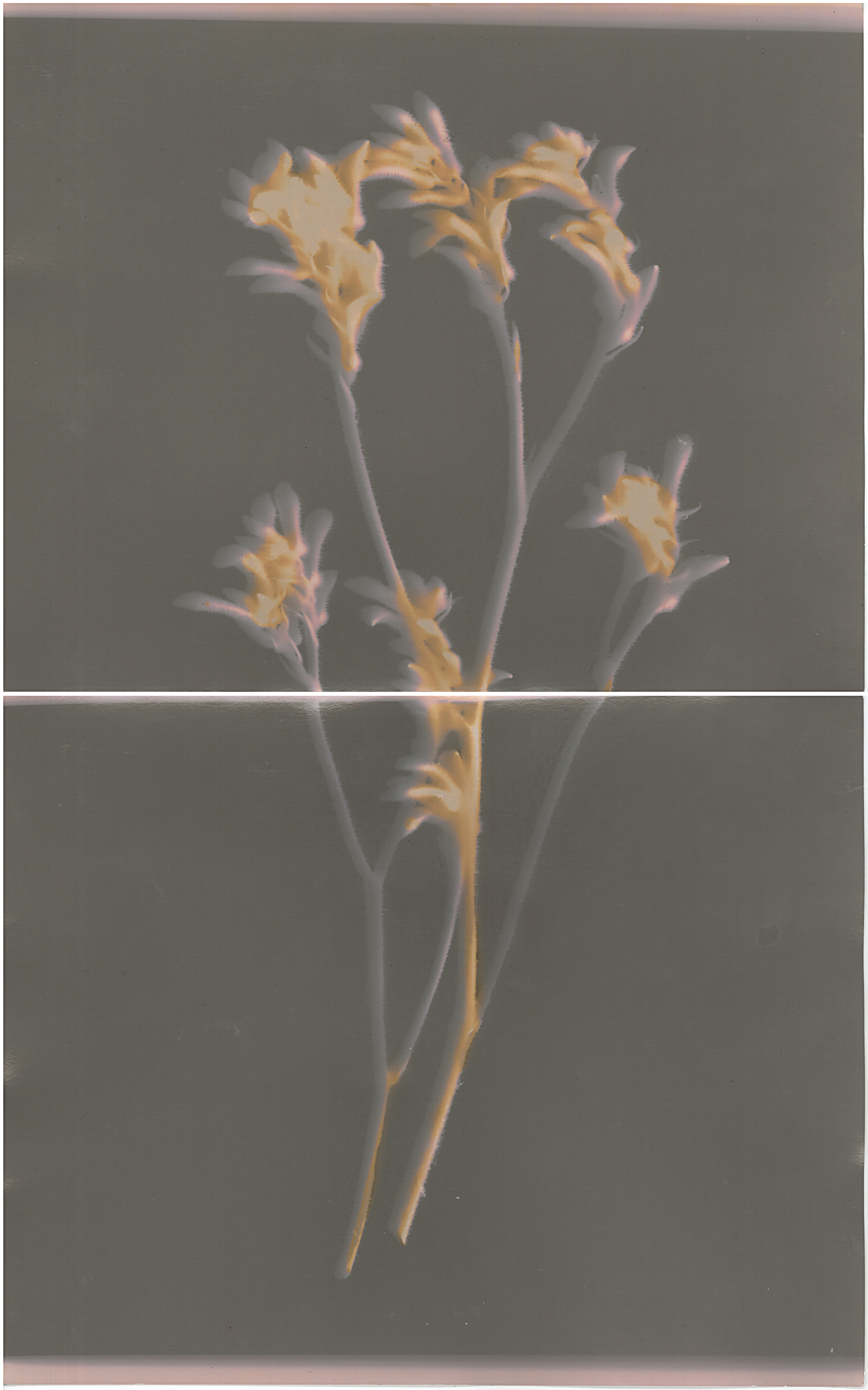  Stephanie Richter  Untitled (backyard lumen experiment 3 - Kangaroo Paw)&nbsp; &nbsp;2017 gelatin silver print 20.3 x 25.4 cm 