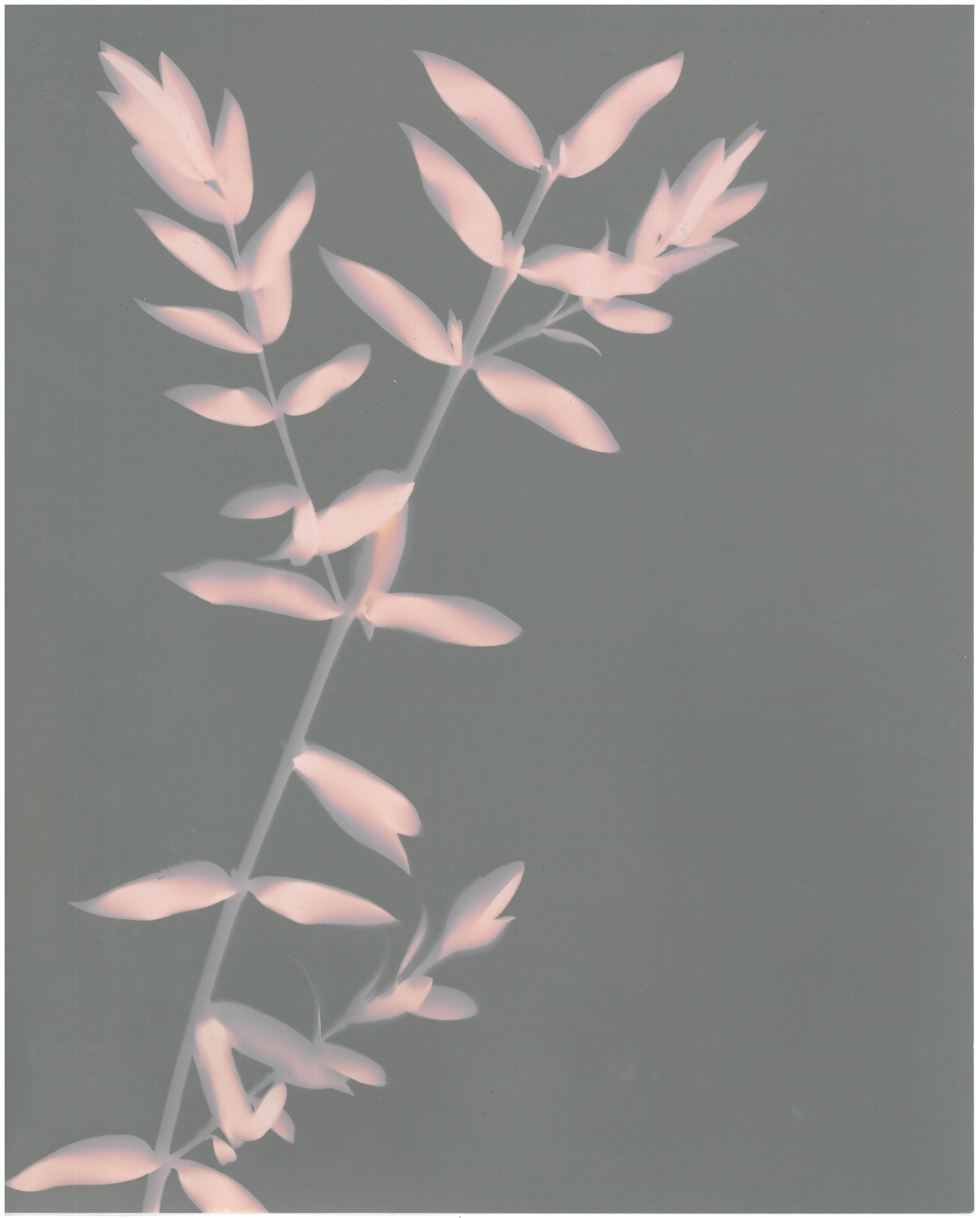  Stephanie Richter  Untitled (backyard lumen experiment 1 - Bottlebrush)&nbsp; &nbsp;2017 gelatin silver print 20.3 x 25.4 cm 