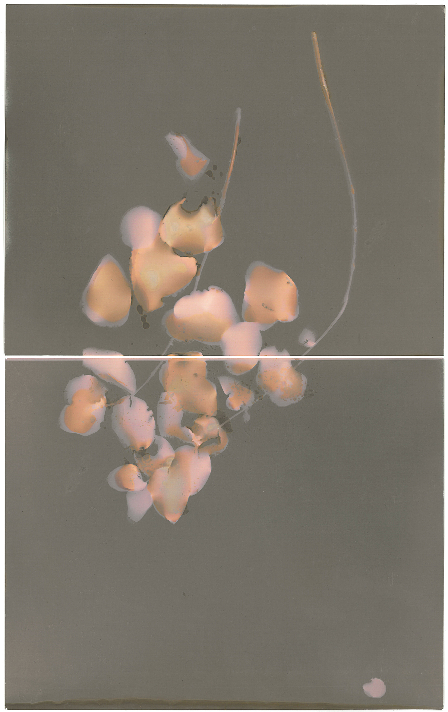  Stephanie Richter  Untitled (backyard lumen experiment 5 - Eucalyptus)&nbsp; &nbsp;2017 two gelatin silver prints 20.3 x 50.8 cm 