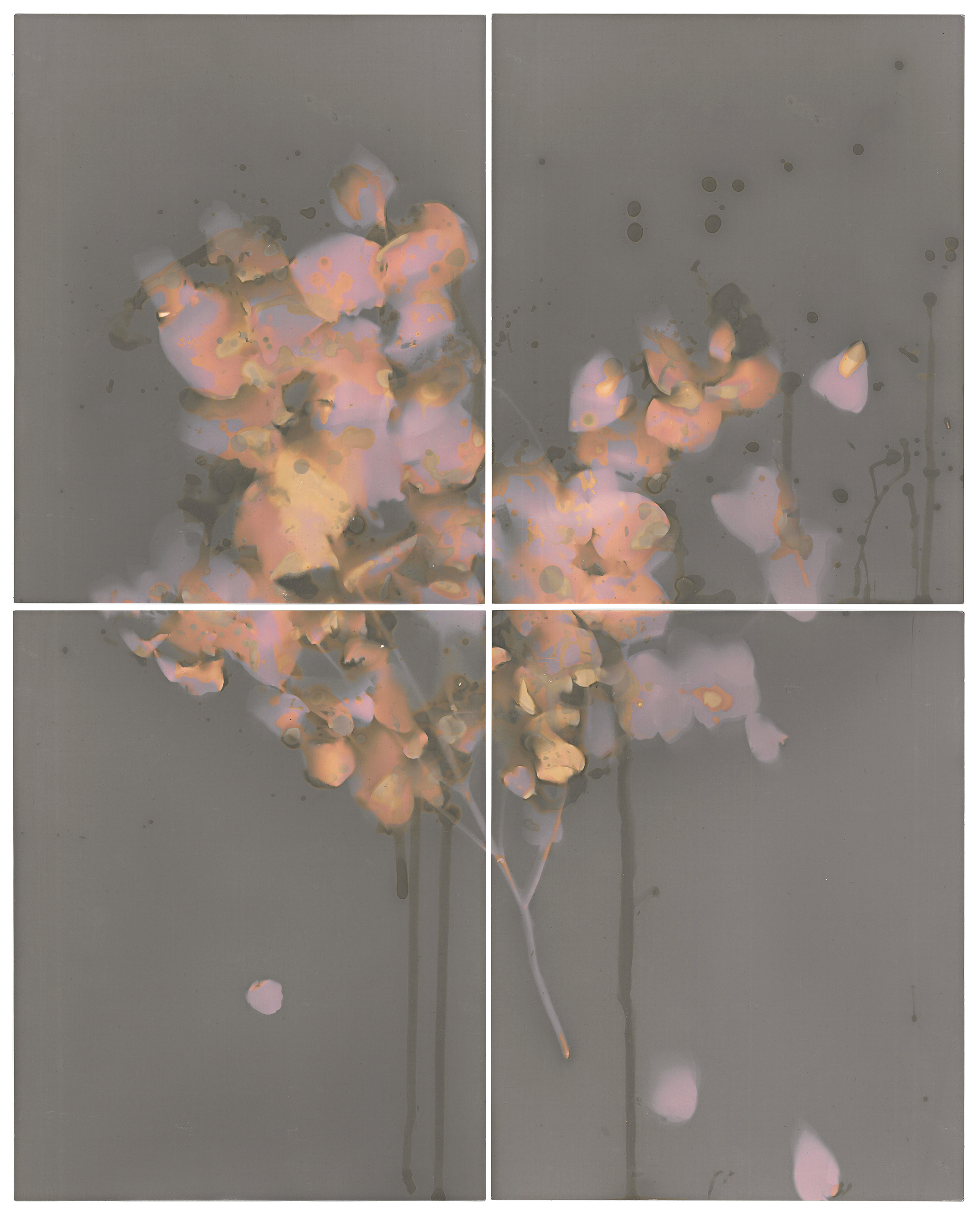  Stephanie Richter  Untitled (backyard lumen experiment 6 - Eucalyptus branch)&nbsp; &nbsp;2017 two gelatin silver prints 20.3 x 50.8 cm 