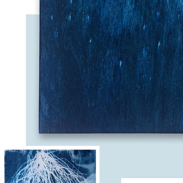 💙 World Cyanotype Day is today 29 September! (Detail 6/9 see profile grid for the full pic) 〰️〰️〰️〰️〰️〰️〰️〰️〰️ Over the past year I have been exploring alternative photographic processes within my domestic environment. Using the sun, a range of ligh