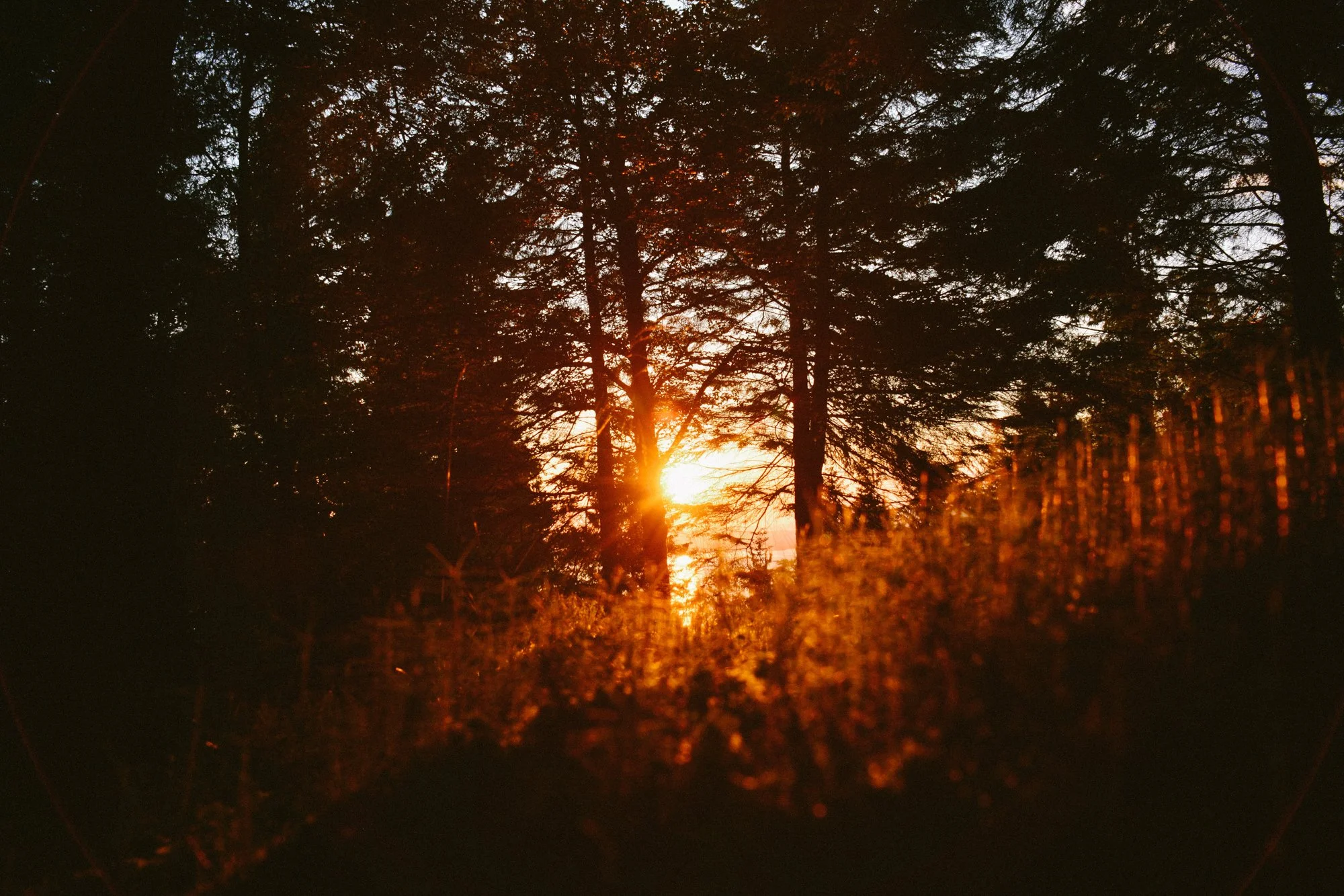 Coucher de soleil à travers des arbres dans une forêt, lumière orange et ombres, à Bergen, Norvège.