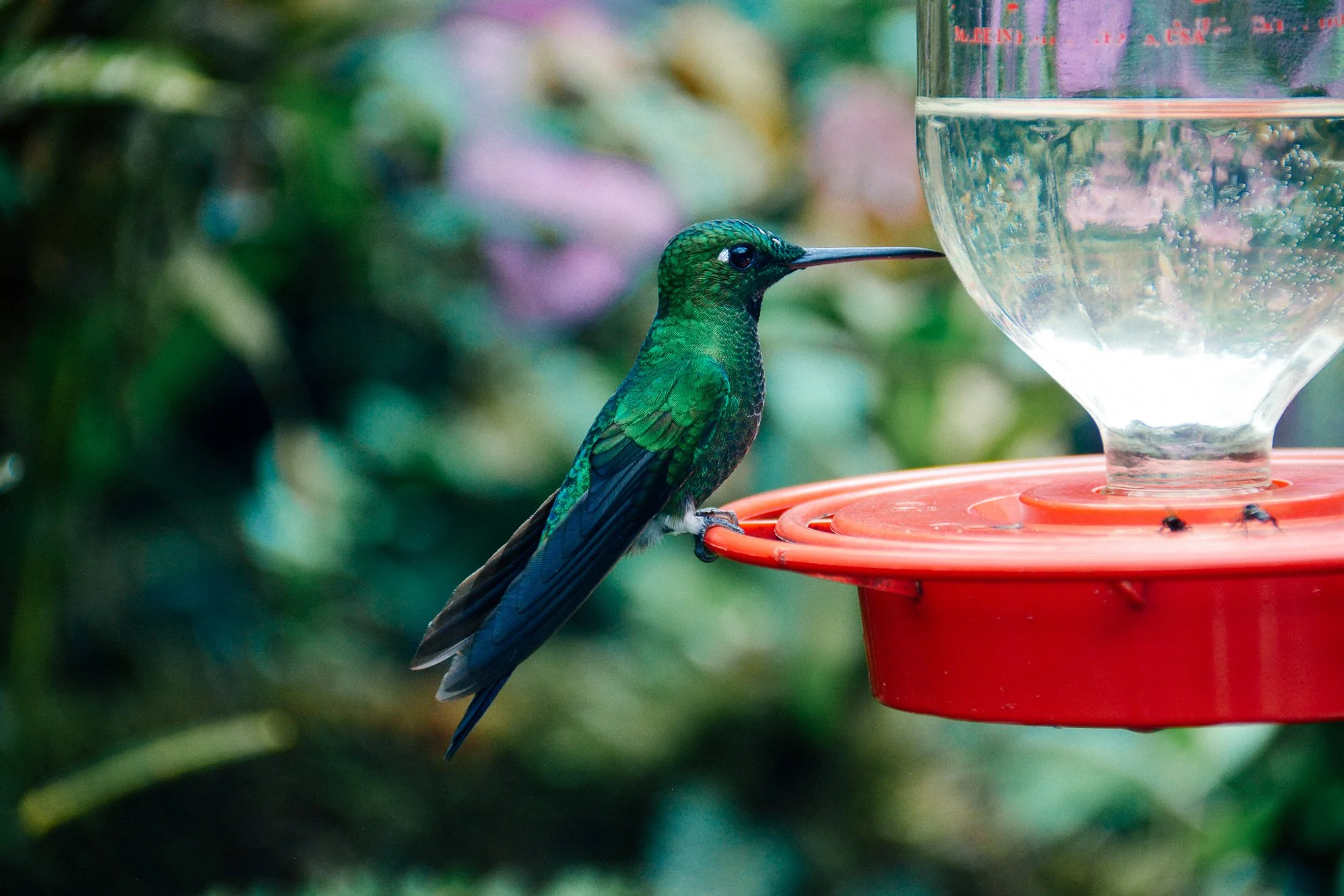 Colibri silhouetté près d’un mangeoire à Nono, Équateur.