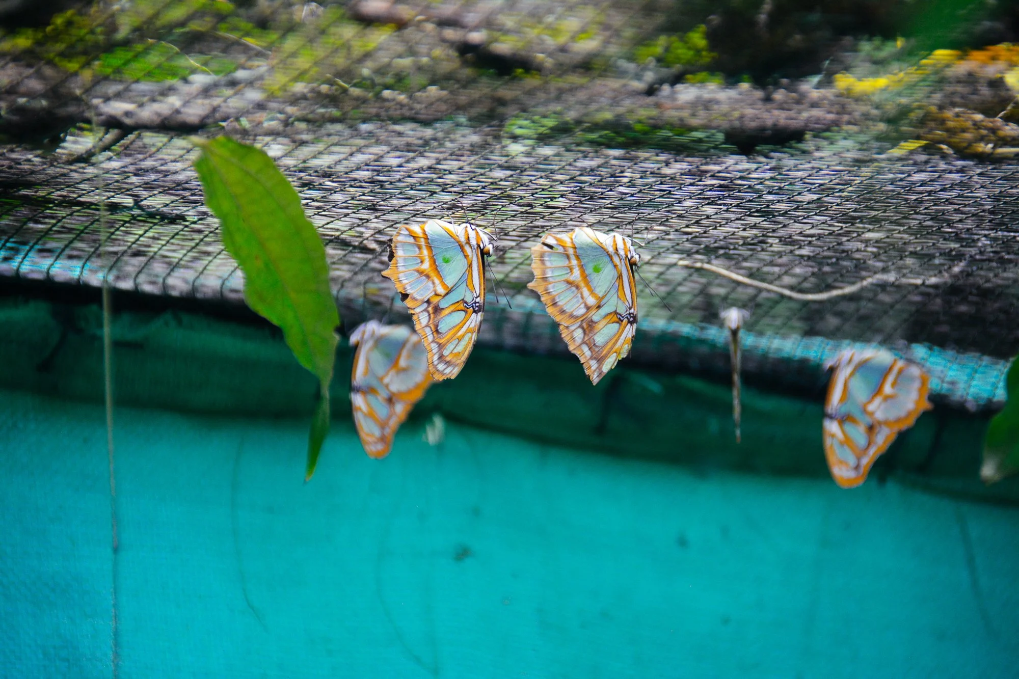 Papillons colorés sur un fil à Mindo, Équateur, avec feuillage en arrière-plan.