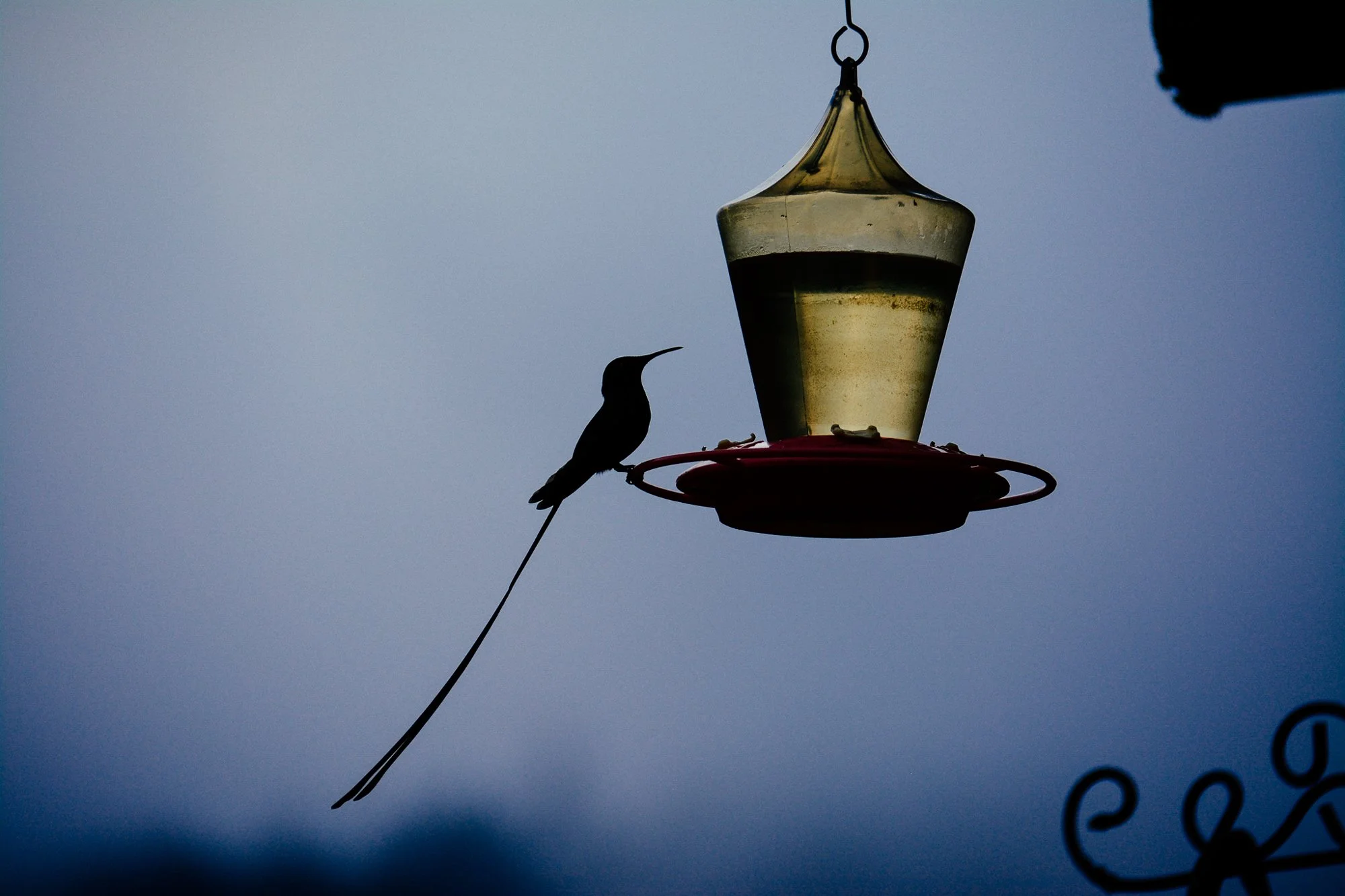 Colibri silhouetté près d’un mangeoire à Nono, Équateur.