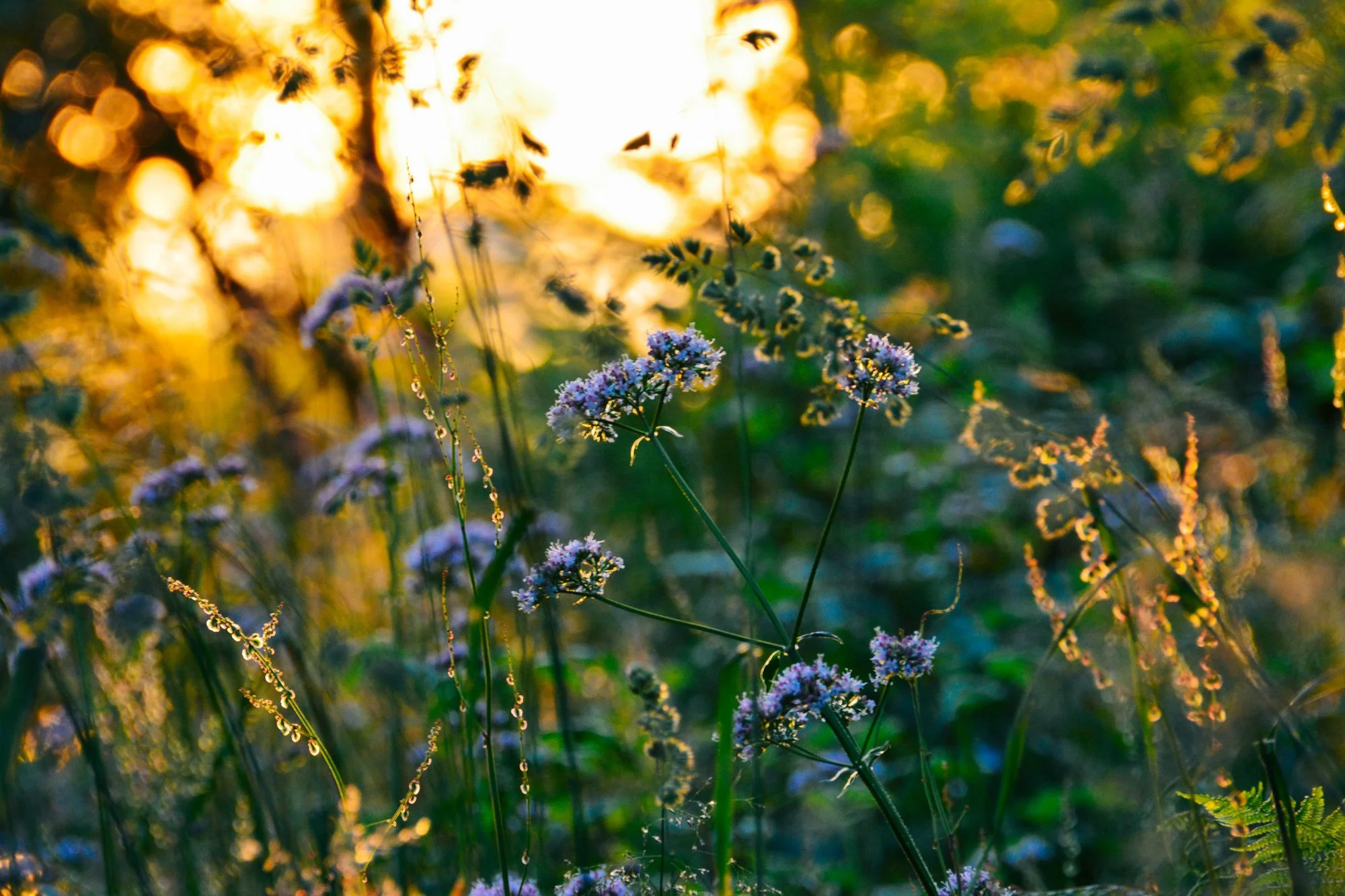 Forêt avec fougères au premier plan sous coucher de soleil à Bergen, Norvège.