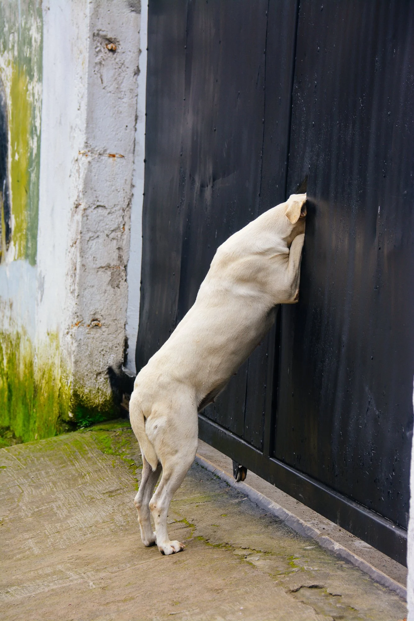 Un chien blanc de taille moyenne essayant d'ouvrir une porte en la poussant avec son museau.