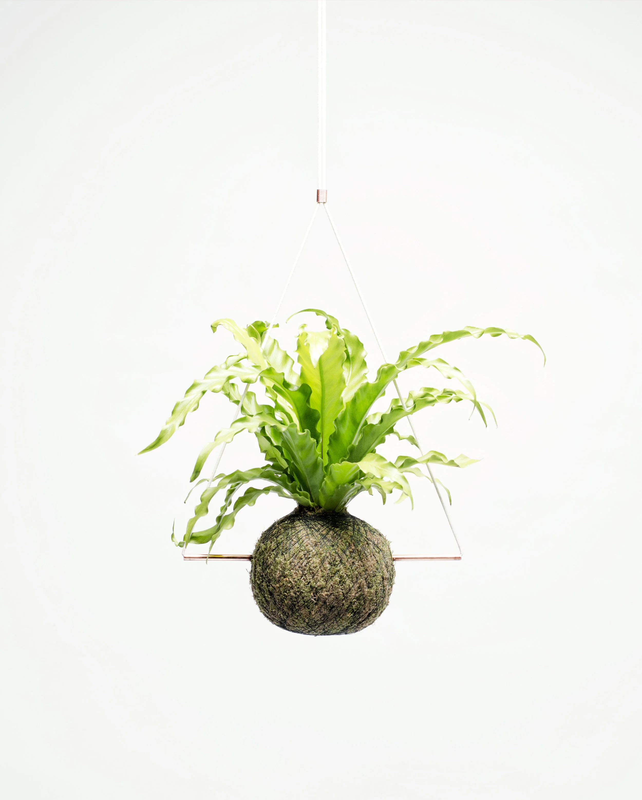 WeSmellTheRain-KOKEDAMA-EVI-288-H.jpg