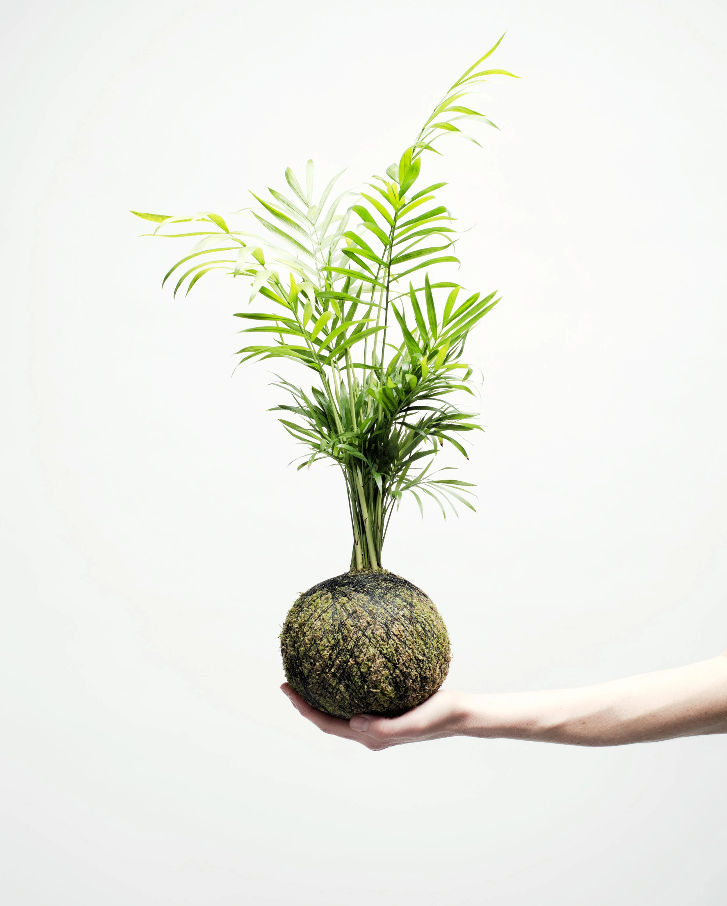 WeSmellTheRain-KOKEDAMA-PACKAGING-928ƒ.jpg
