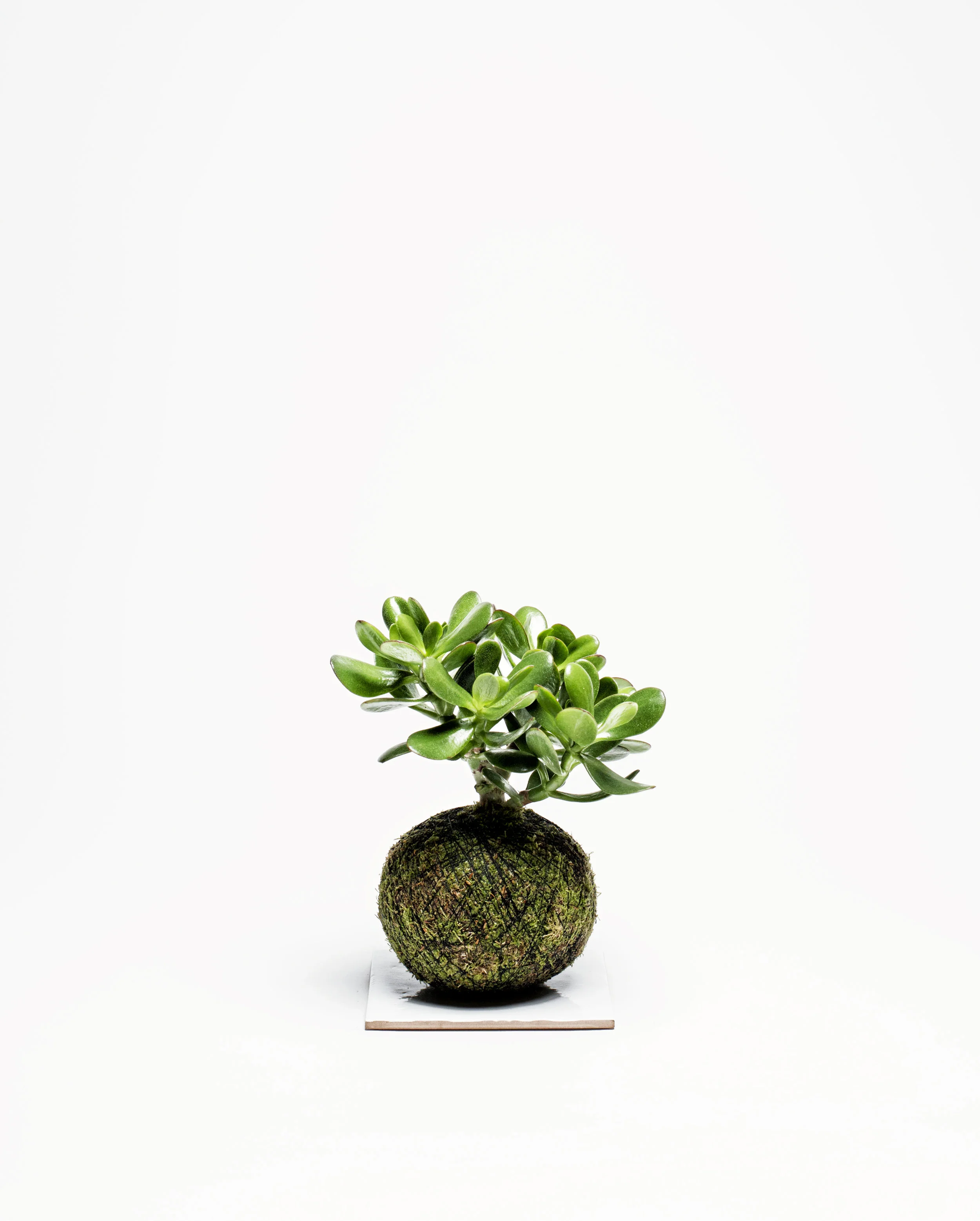 WeSmellTheRain-ACCESSORY-TILE-MAGICTREE-856.jpg