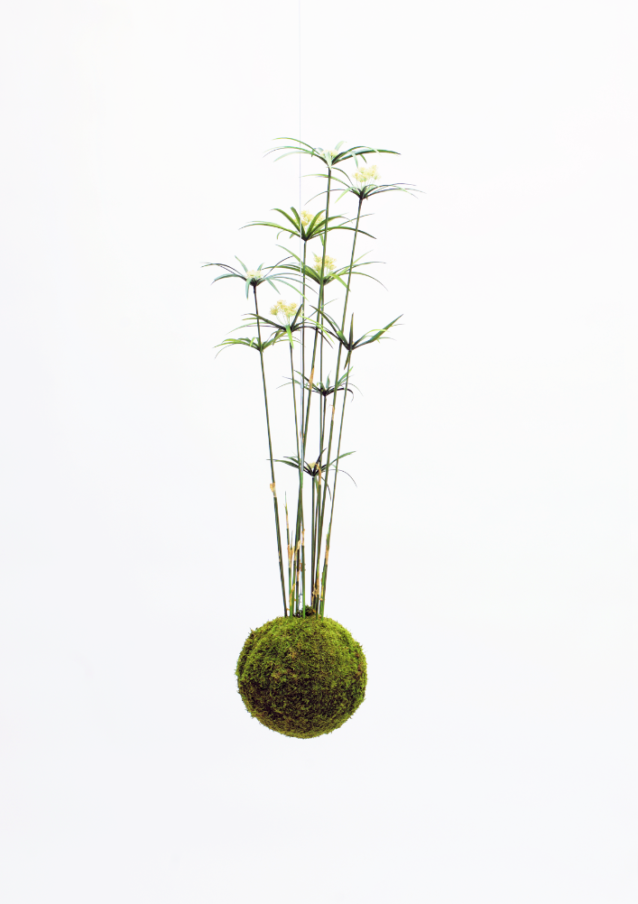 XL Kokedama - Cyperus reed