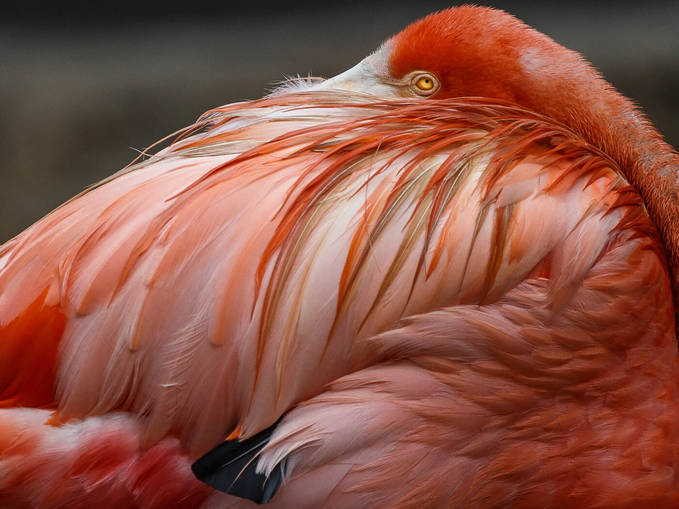 “ Bashful Beauty ”, by Elizabeth Noftall