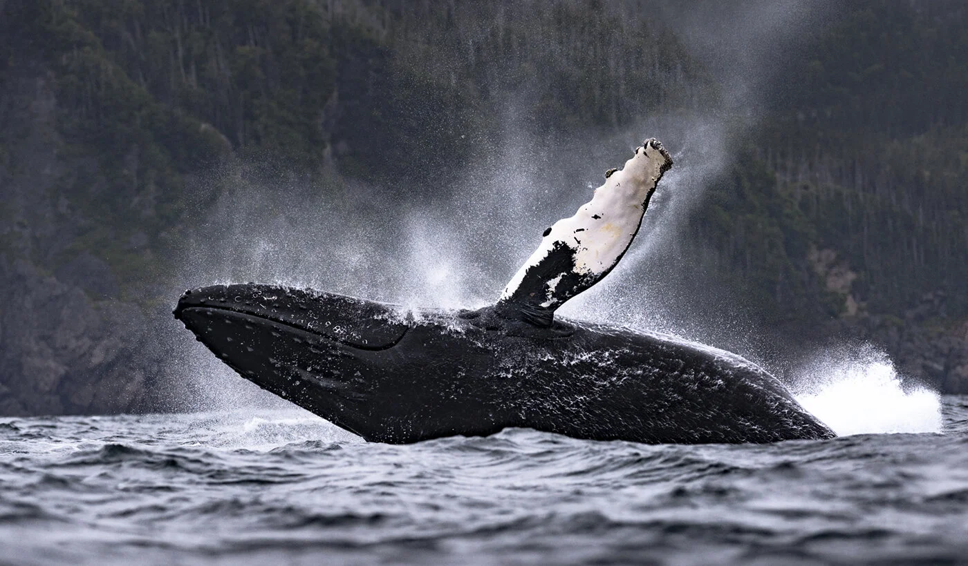 “ Splash ”, by Joe Chase