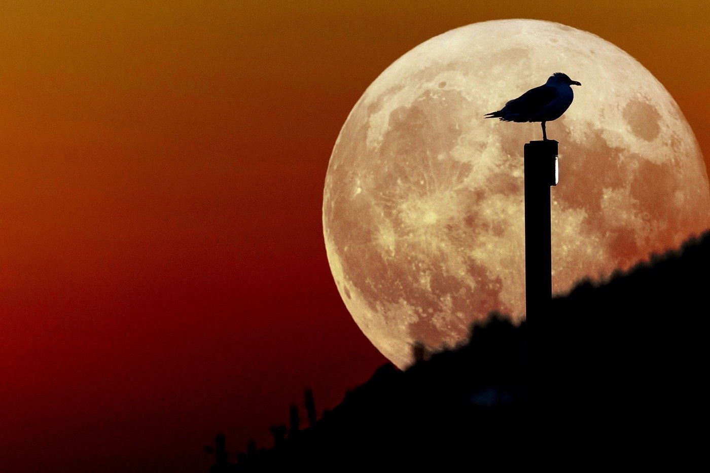 "The Gull Moon" by TA Loeffler