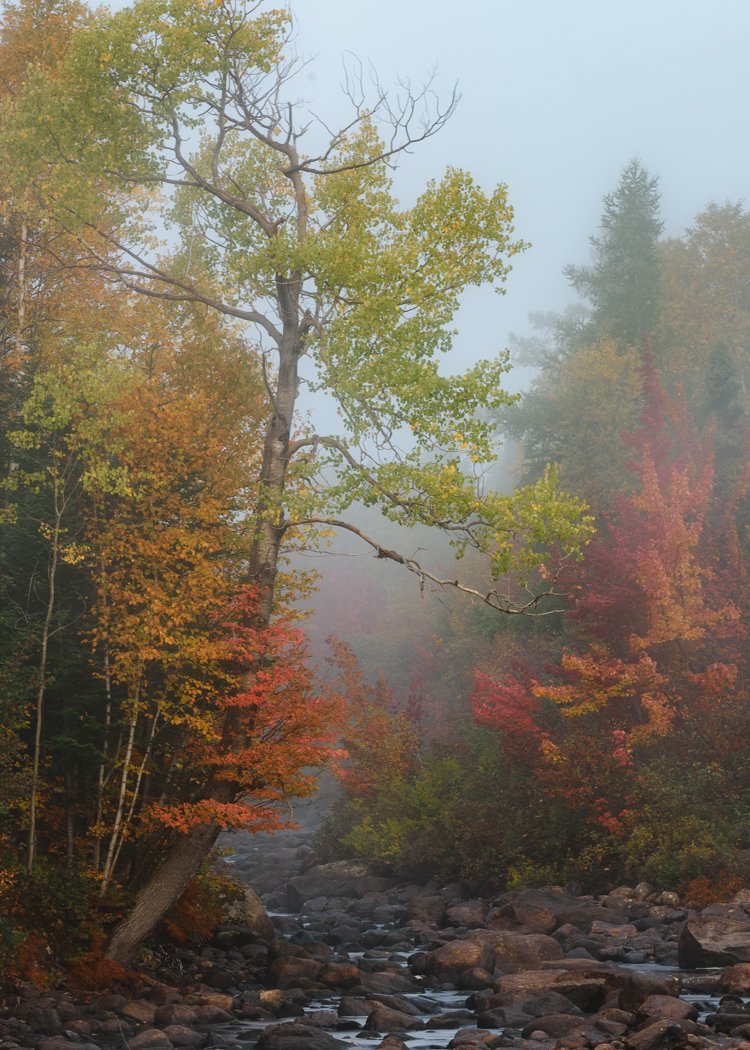 "Moody Autumn" by David Brophy