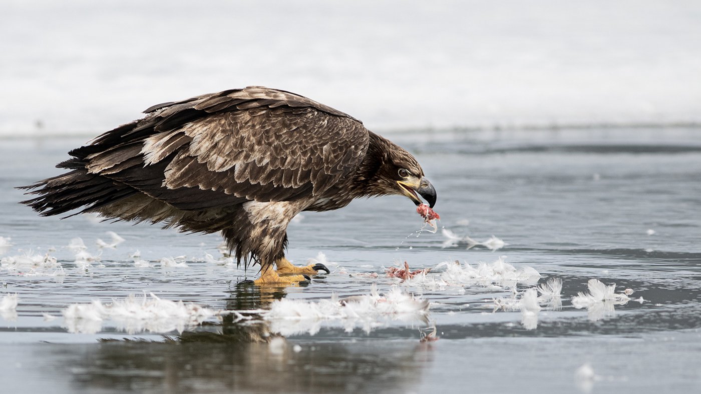 "Lunch on the Ice" by Joe Chase