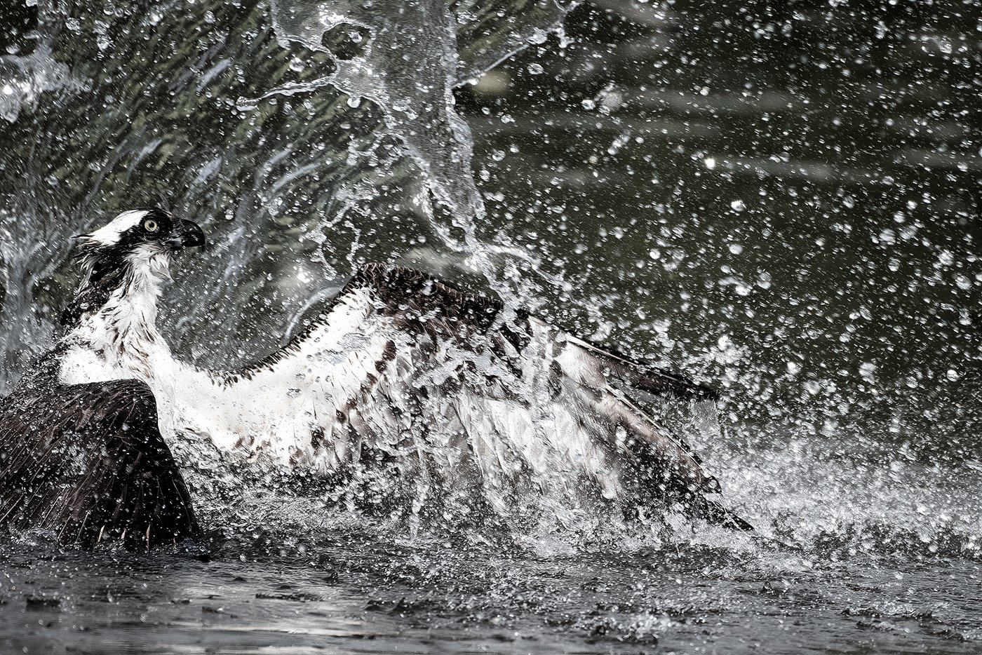"Osprey Fishing" by Ian Winter