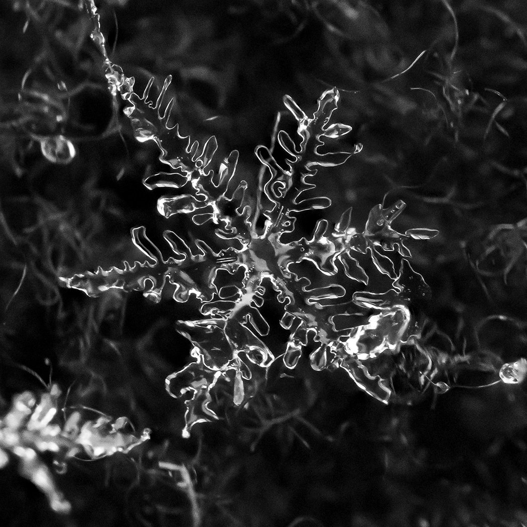 "Oakleaf Snowflake" by Michael Wilkshire