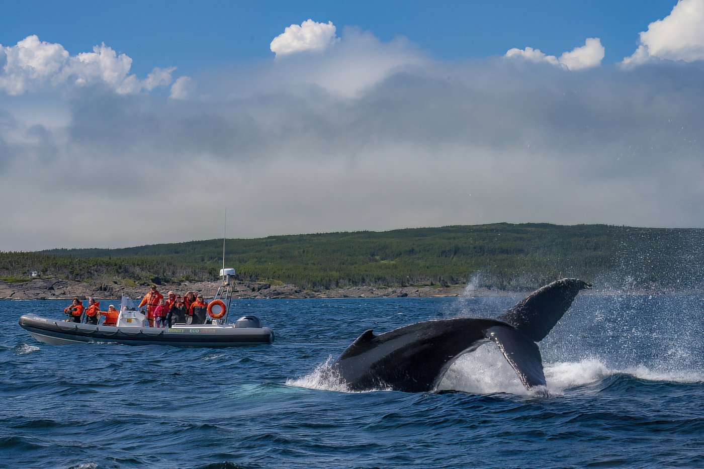 "A Whale of a Tail" by Lesleyanne Ryan