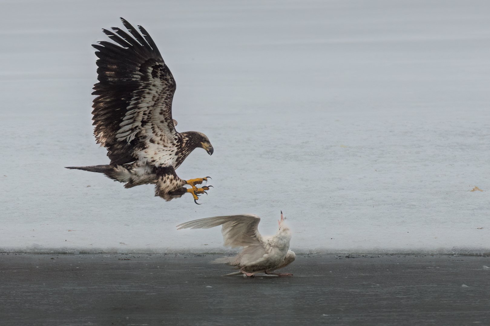 "Bald Eagle Attack" by Ian Winter