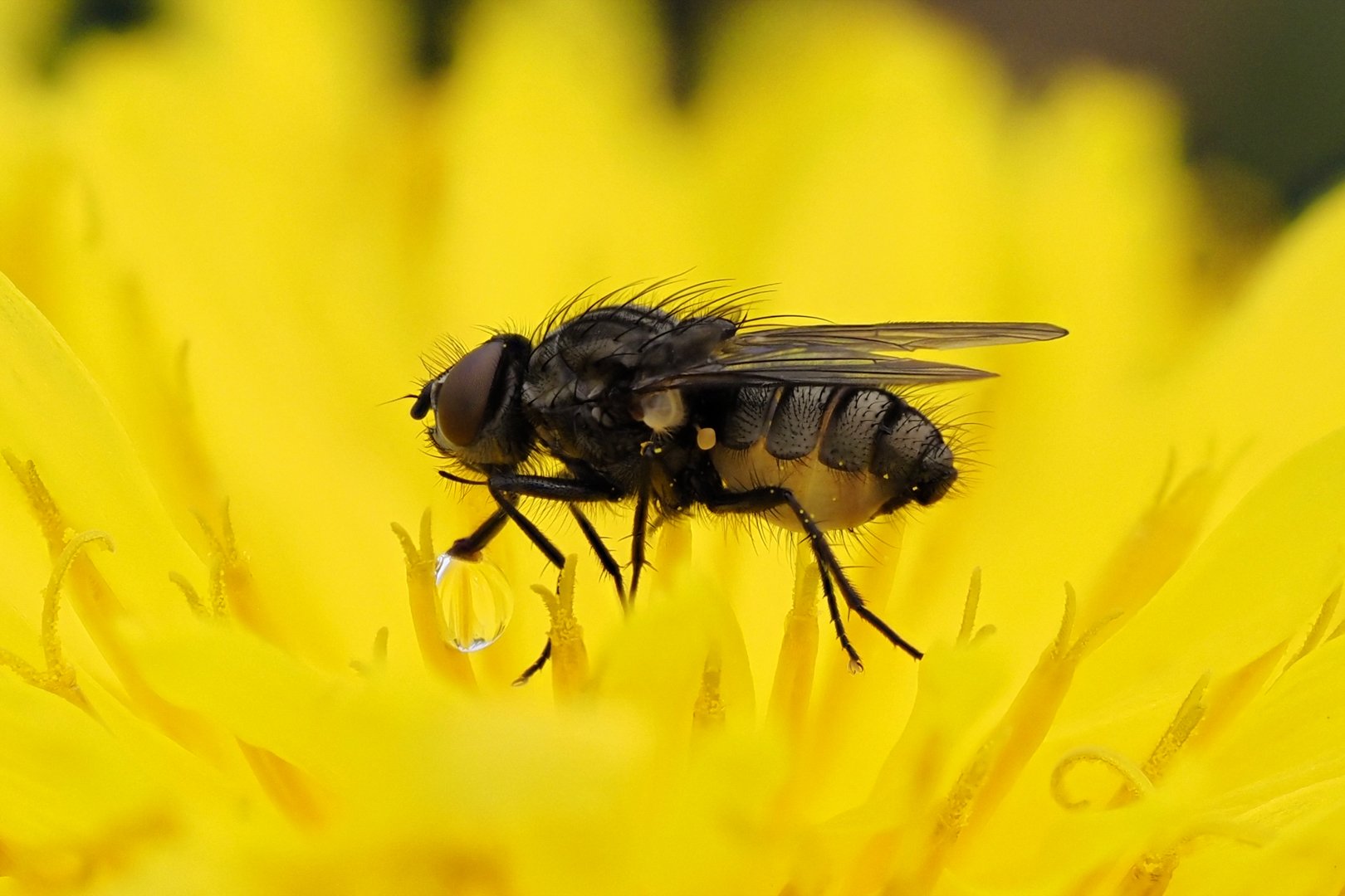 "Dandelion Nectar" by Geoff Whiteway