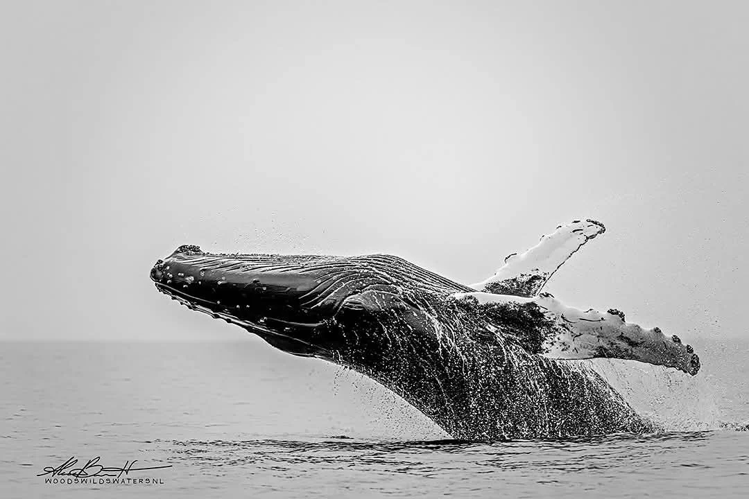 Camera 35 is back for the year! We had our first meeting on the 17th and already have so many great outings and ideas for the year. 

Today&rsquo;s #monochromemonday is a beautiful whale photo from @imagesbya2z