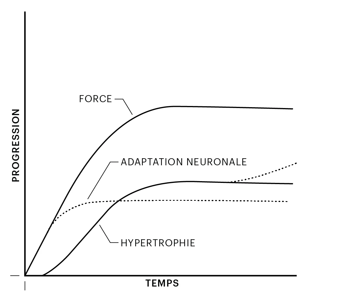 Figure 1: Progression dans le temps et adaptations