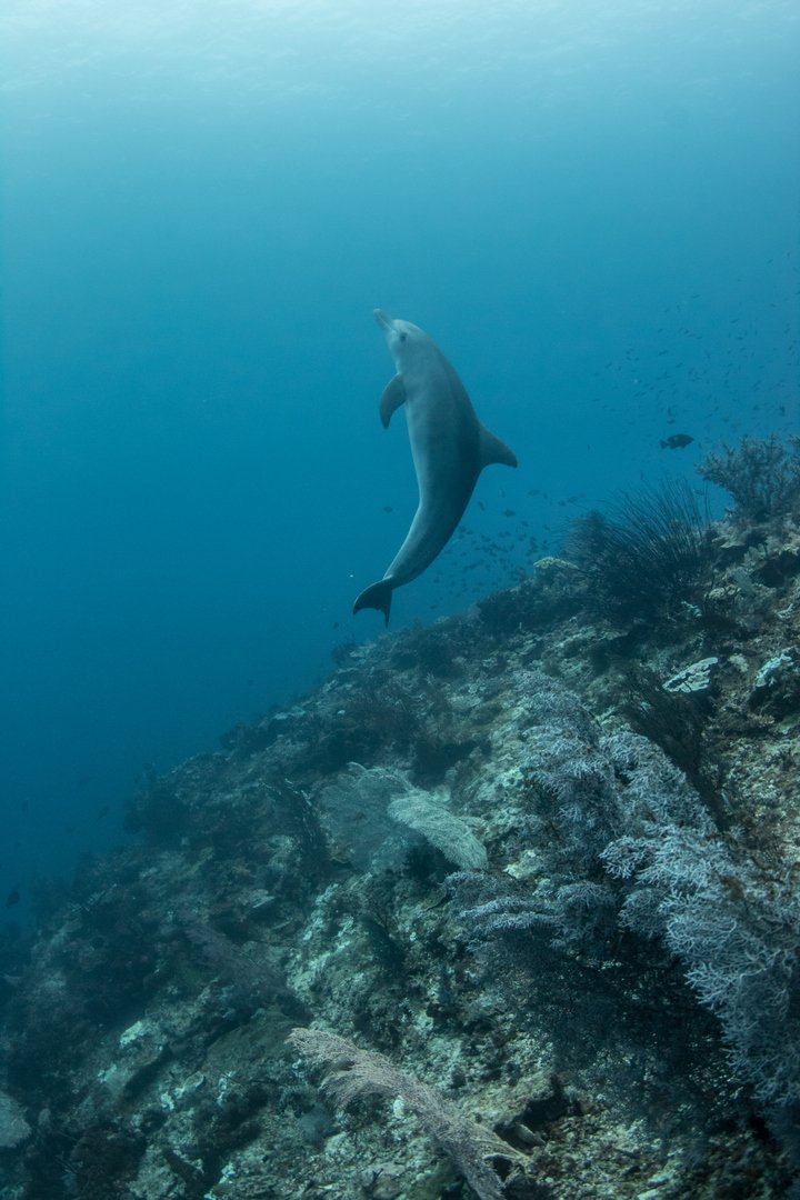Dolphin at Manta Cleaning Station_Sabine Templeton.jpg