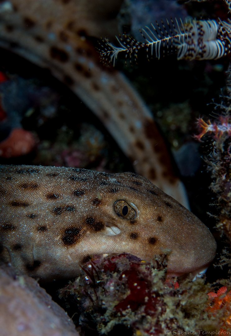 Raja Ampat Walking Shark (Hemiscyllium freycineti)_Sabine Templeton.jpg