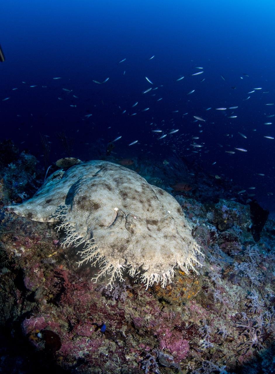 Wobbegong Shark in the Misool Marine Reserve_Sabine Templeton.jpg