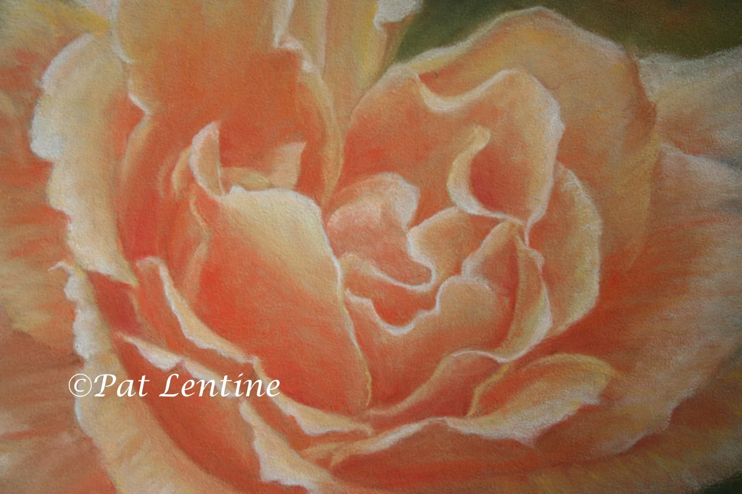 california-rose-2.jpg