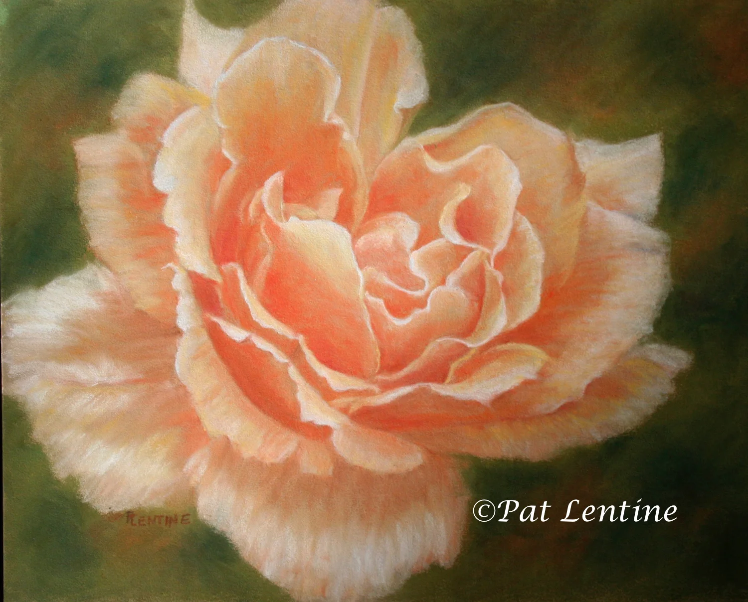 california-rose.jpg