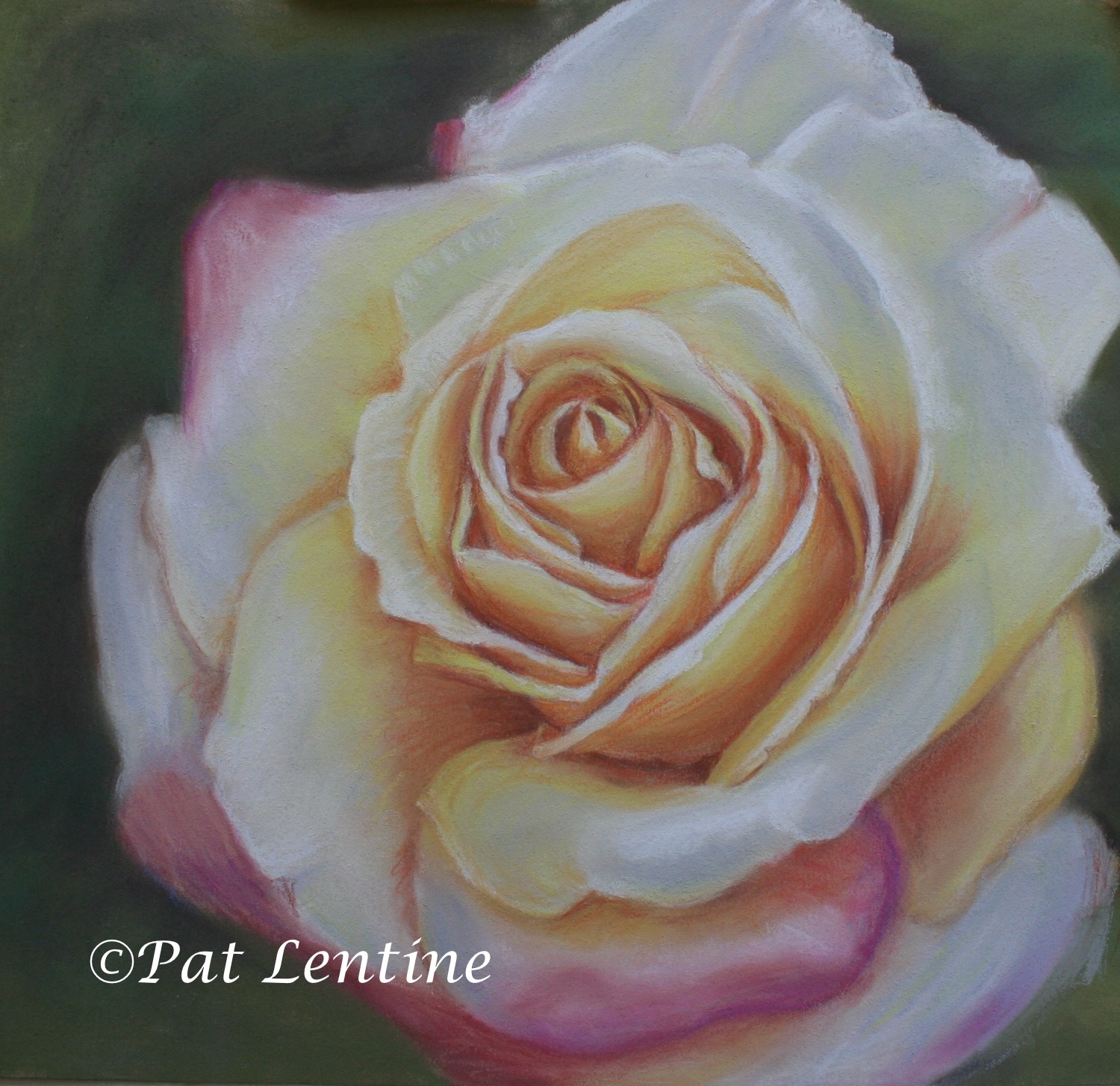 yellow-rose.jpg