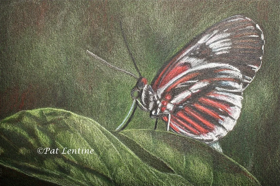 butterfly.jpg