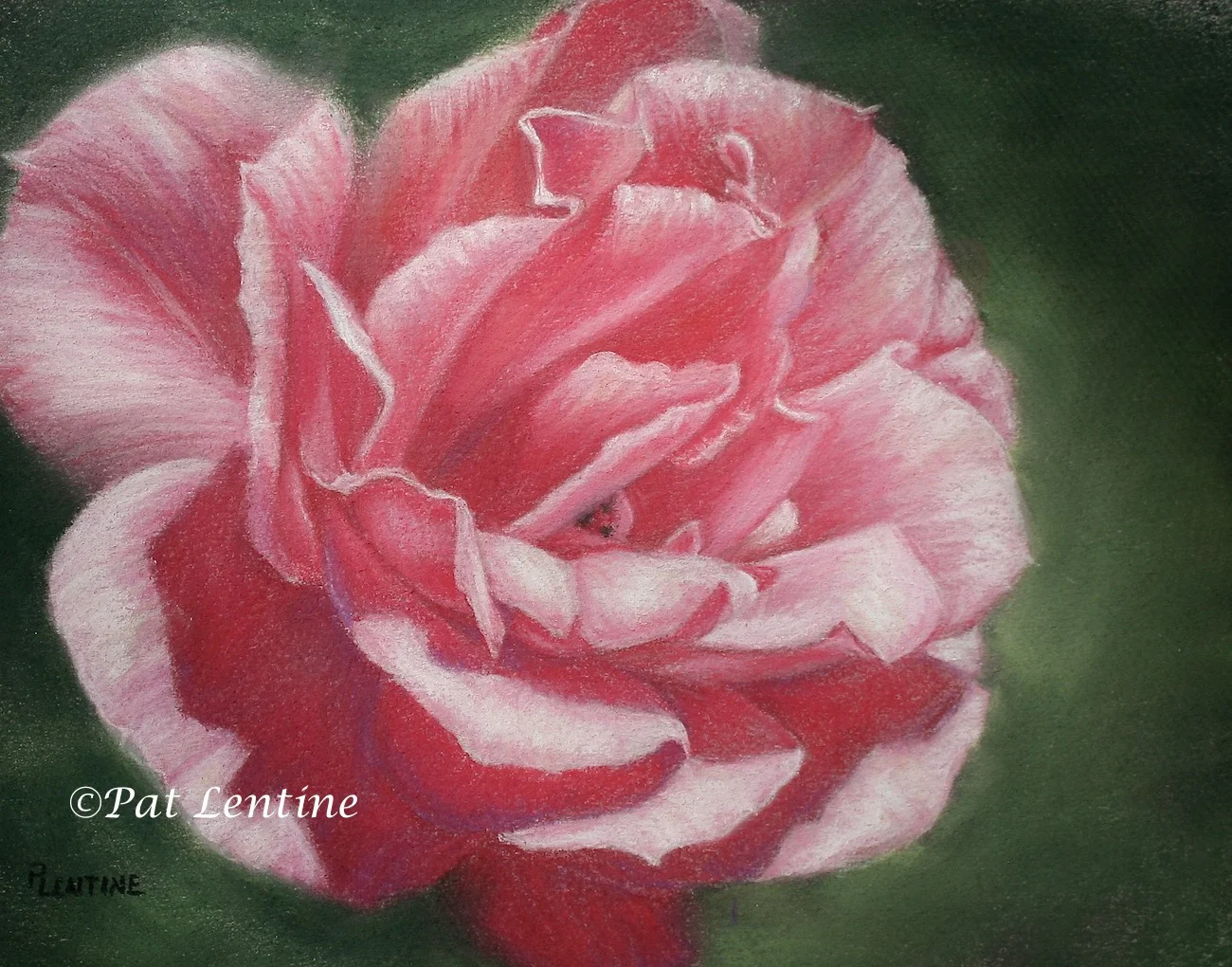 pink-rose-2.jpg