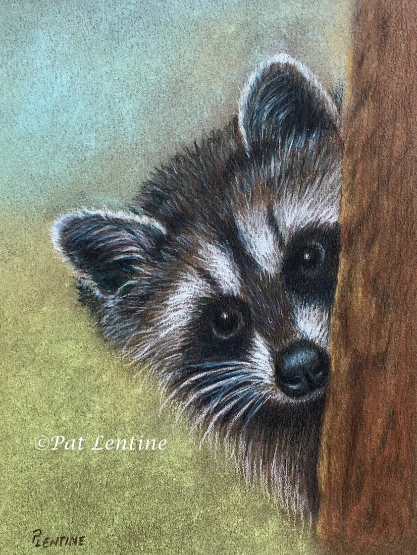 raccoon-2.jpg