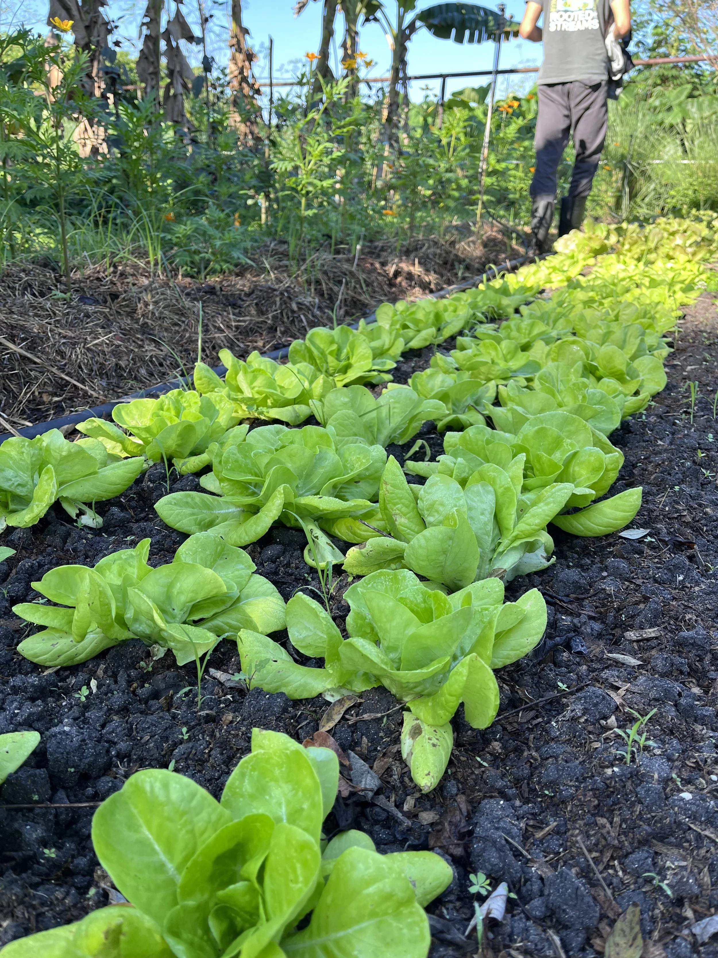 Lettuce soon...