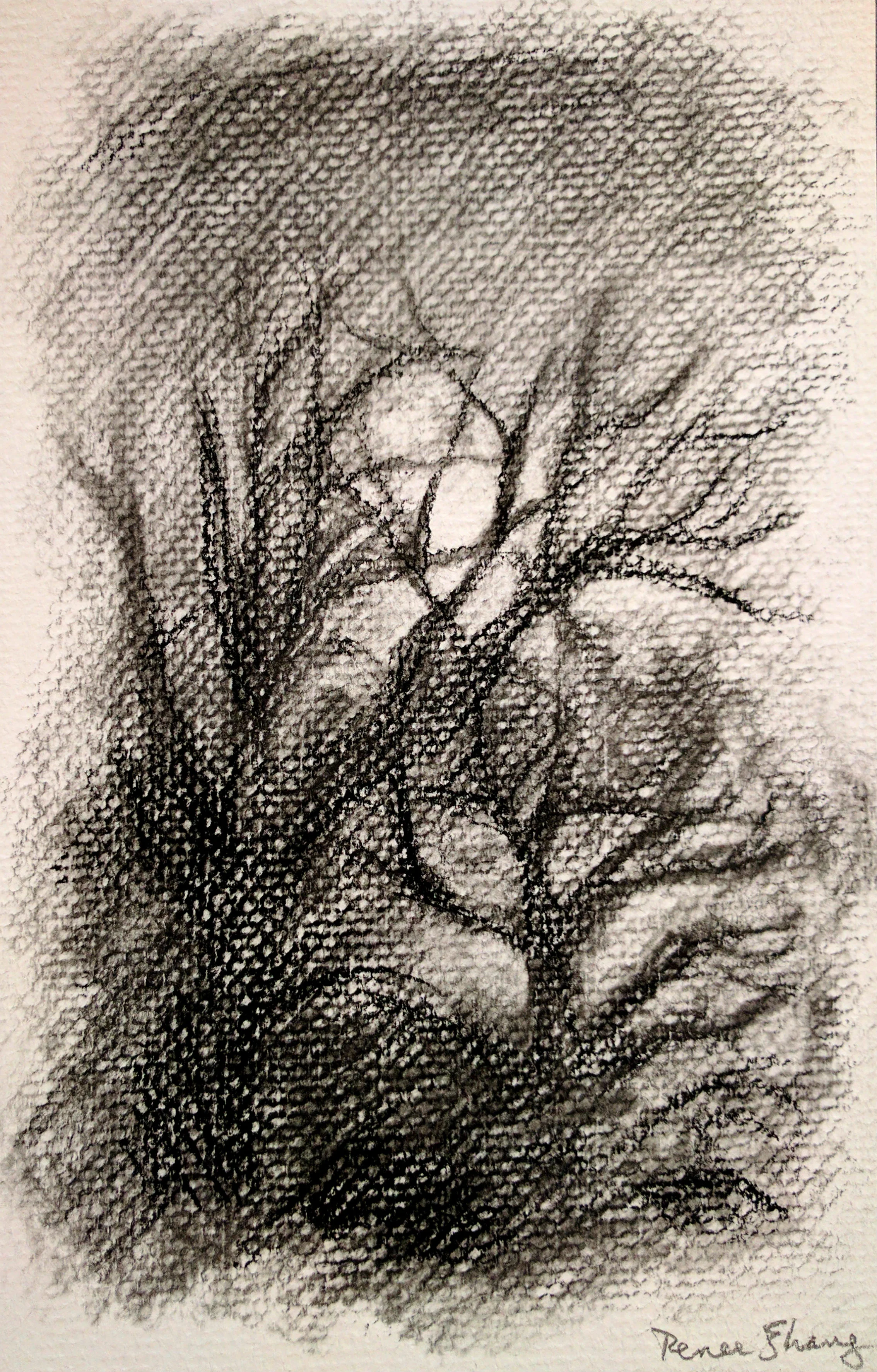 Moonlight Among Trees