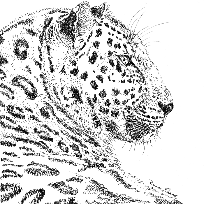 Amur Leopard