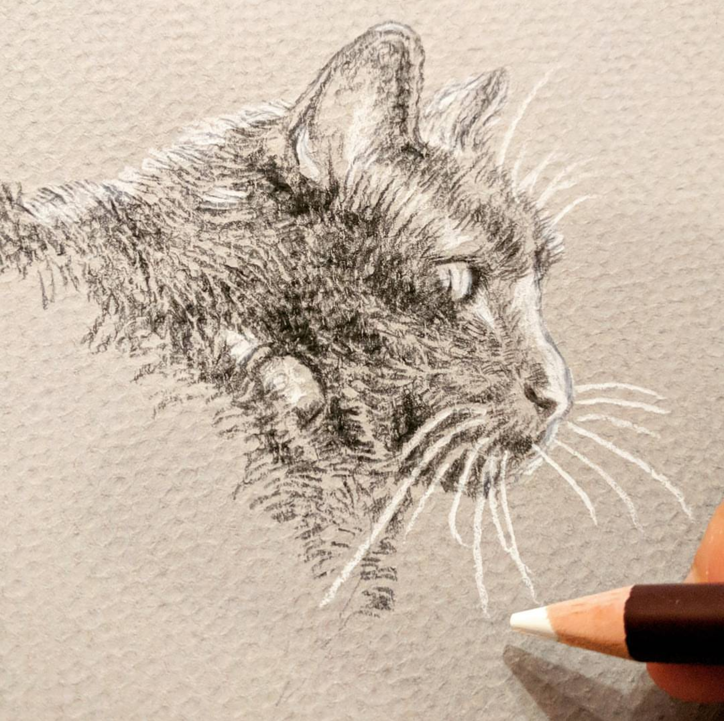 pencilcatdrawing.png