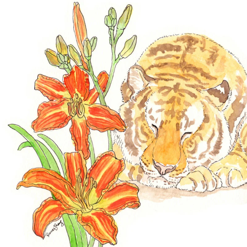 Tiger's Lily Dream