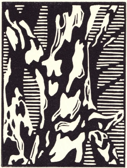 Sycamore