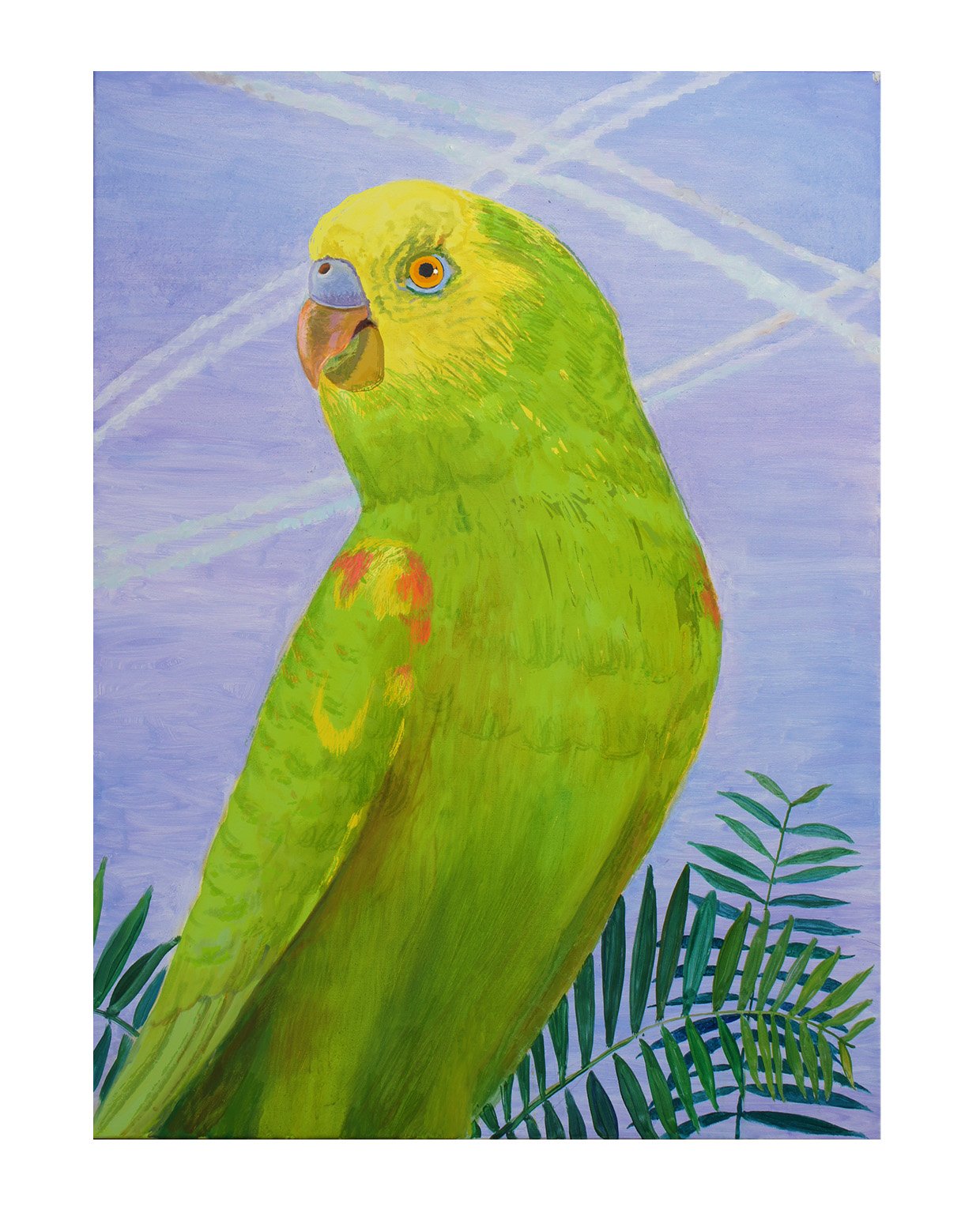 Yellow shoulderedFLATlo copy.jpg
