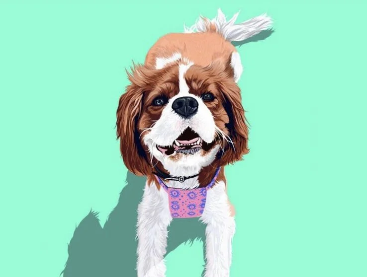 Canis in the City dog daycare london