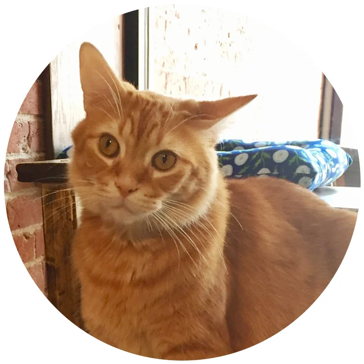#17 Garfield